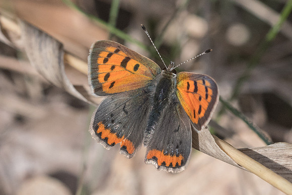 Lycaena phlaeas-2571