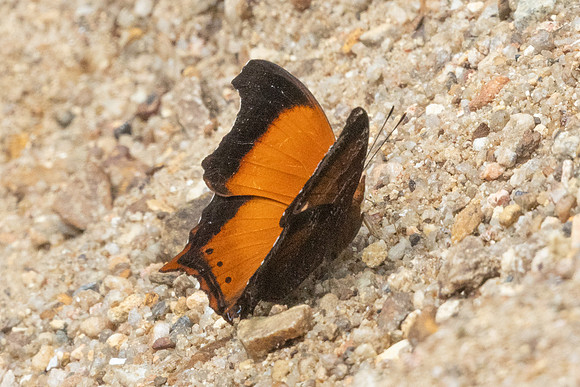 Rhinopalpa polynice-9414