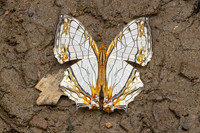 Cyrestis thyodamas-2203