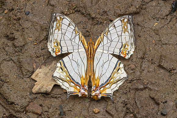 Cyrestis thyodamas-2203