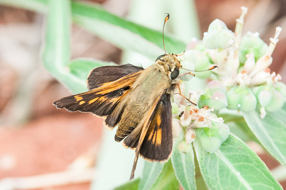 Atalopedes m. mesogramma - 0920