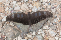Cynitia cocytus ambrysus-1746 - Chiang Dao - 16/11/23