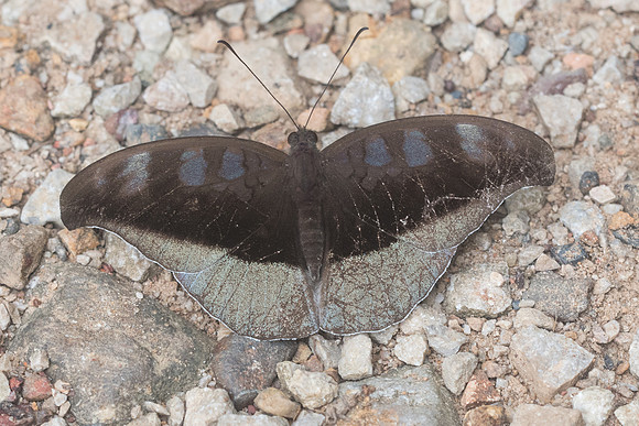 Cynitia cocytus ambrysus-1746 - Chiang Dao - 16/11/23