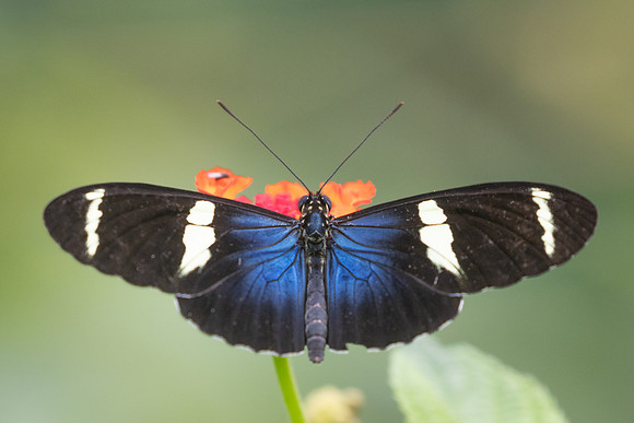 Heliconius sara-9732