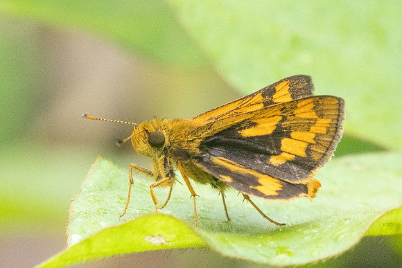 Potanthus omaha-8677