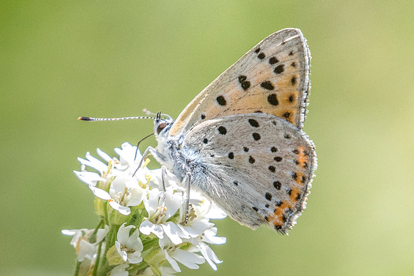 Lycaena alciphron ♂-3233 - Briançon (route d'Italie) - 1/07/20