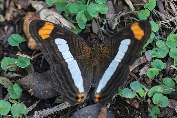 Adelpha paraena massilia-5890