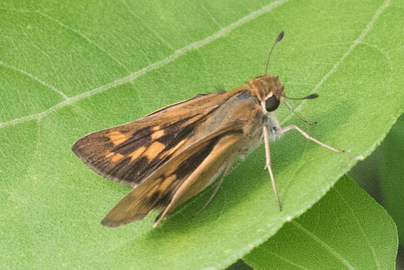 Hylephila phyleus-1