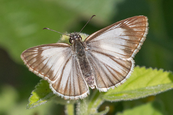 Heliopetes arsalte-1099