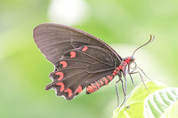 Parides montezuma-4766