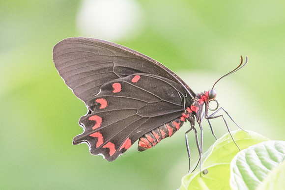 Parides montezuma-4766