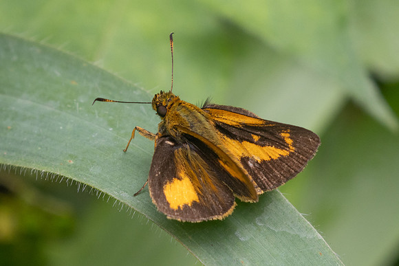 Anthoptus epictetus-5847 - Salento - 16/06/24