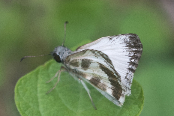Heliopetes m.macaira-2772