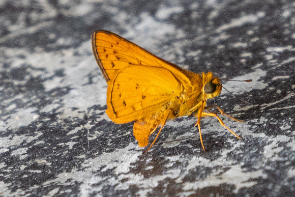 Cephrenes acalle id--9470