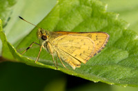 Potanthus sp-5141