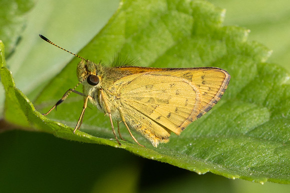 Potanthus sp-5141