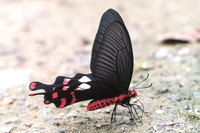Atrophaneura polyeuctes polyeuctes-5780 - Chiang Dao - 12/03/23