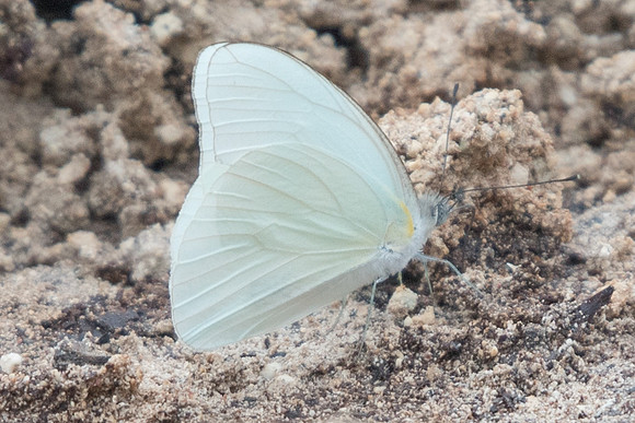 Glutophrissa drusilla-2481