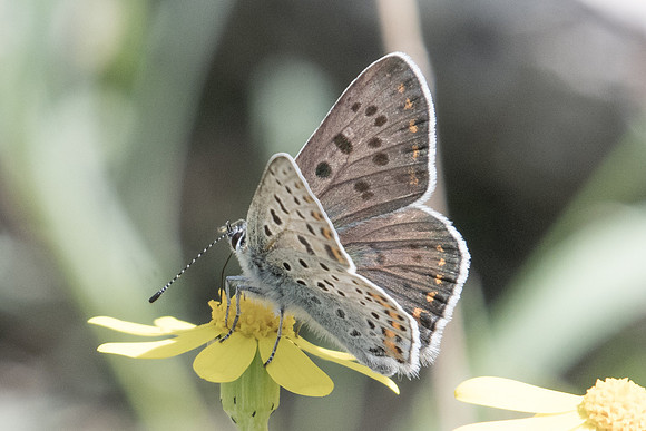 Lycaena tityrus-8486