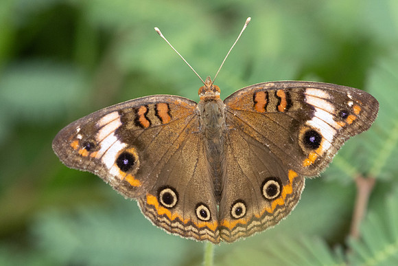 Junonia zonalis-9584