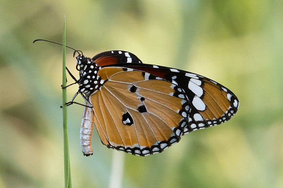 Danaus chrisippus-7215 Wat Umong (Chiang Mai) - 28/03/24
