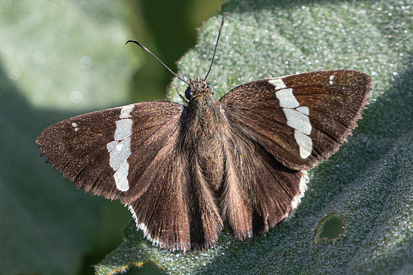 Autochton bipunctatus-4267