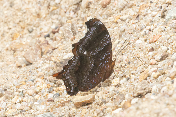 Rhinopalpa polynice-9413