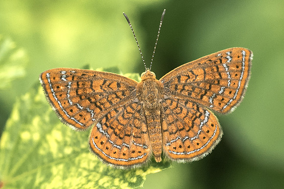 Calephelis sp-2067