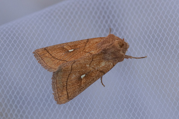 Mythimna conigera - 2258 - Briançon - 2/07/21