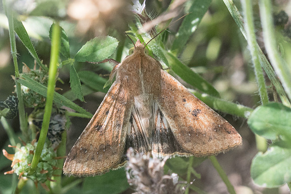 Heliothis nubigera-8627 - Corse - 15/06/23
