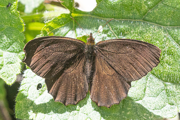 Panyapedaliodes drymaea-6865