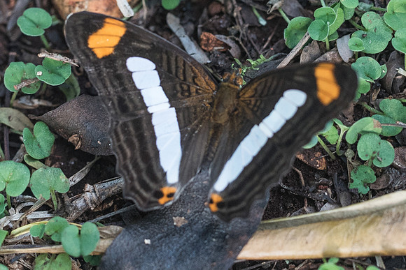 Adelpha paraena massilia-5888