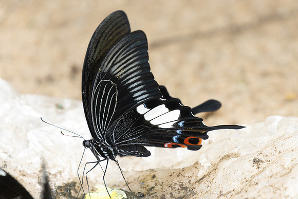 Papilio iswara-0233