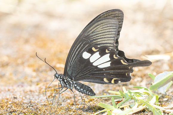 Papilio nephelus - chaon-4941 - Huai Sai Lueang Waterfall (1040m) - 25/03/25