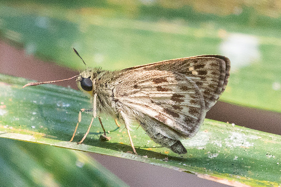 Halpe hauxwelli-1766 - Chiang Dao - 18/03/25