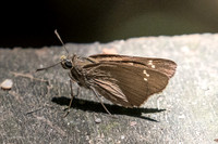 Caltoris brunnea caere -2216 - Koh Samui - 19/03/23