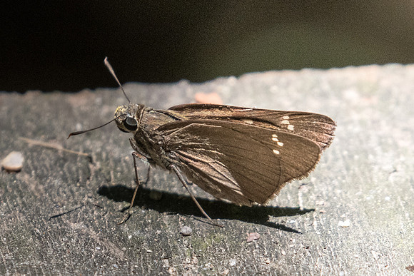 Caltoris brunnea caere -2216 - Koh Samui - 19/03/23