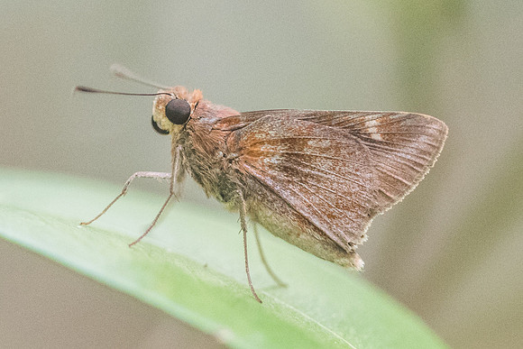 Skipper id- Lerema--3474