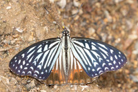 Hestinalis nama-2569- Chiang dao - 19/03/25
