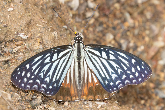 Hestinalis nama-2569- Chiang dao - 19/03/25