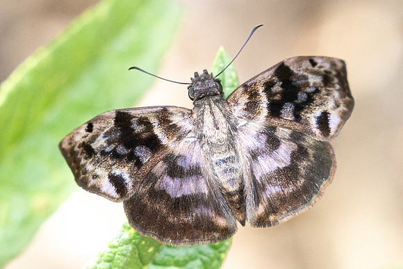Ebrietas anacreon-3292