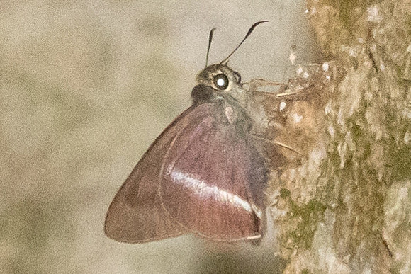 Hasora taminatus-6665 - Doi-Suthep - 28/03/24
