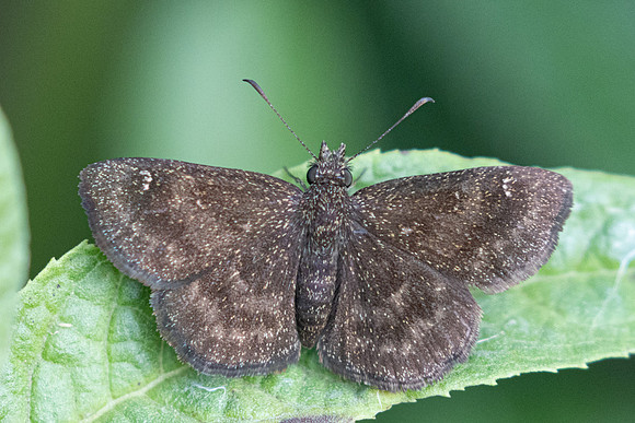 Staphylus hayhurstii-0744