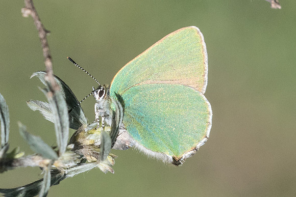 Callophrys rubi-7376