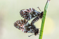 Zerynthia polyxena-6287 - Lac Vistonida - 13/04/22