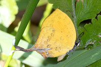 Yasoda tripunctata tripunctata-5487- Doi Suthep 1180m - 27/03/25