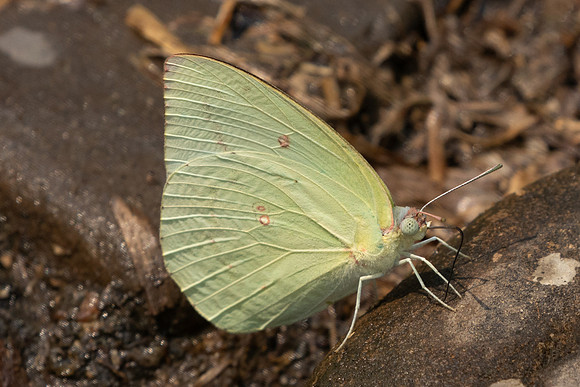 Catopsilia pomona-1249 - Chiang Dao - 17/03/25