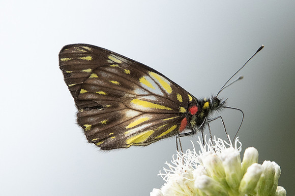 Catasticta notha caucana-5700