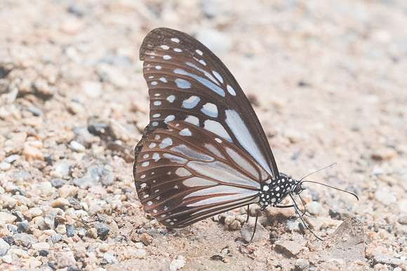 Hestinalis nama -2637 - Chiang Dao - 15/11/23