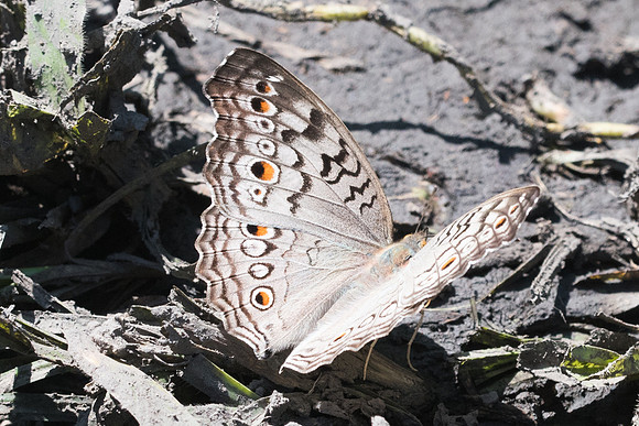 Junonia atlites atlites-3304 - Chiang Rai - 19/11/23